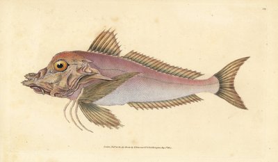 Piper, Trigla lyra. Handfärgad kopparplåt ritad och graverad av Edward Donovan från hans Natural History of British Fishes, Donovan och F.C. och J. Rivington, London av Edward Donovan