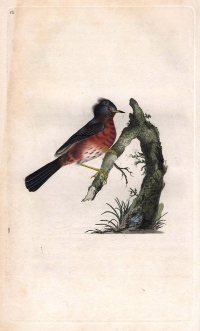 Pitchou warf. Sylvia undata (Sylvia dartfordiensis). Kopparstick av Edward Donovan (1768-1837), publicerad i Natural History of British Birds, London av Edward Donovan