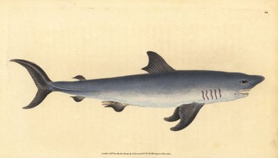 Sjöhök, Lamna nasus. Sårbar. (Hajhaj, Squalus cornubicus). Handkolorerat kopparstick tecknat och graverat av Edward Donovan från hans Natural History of British Fishes, Donovan and F.C. and J. Rivington, London. av Edward Donovan