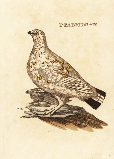 Ripa eller vitvilt, Lagopus lagopus av Edward Donovan