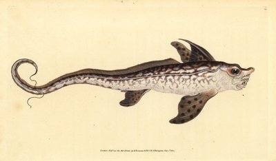 Kaninfisk eller havsmonster, Chimaera monstrosa. Nära hotad. Handfärgad kopparplåt ritad och graverad av Edward Donovan från hans Natural History of British Fishes, Donovan och F.C. och J. Rivington, London av Edward Donovan