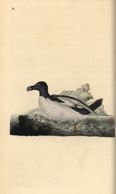Razorbill, Alca torda. Handfärgad kopparplåt ritad och graverad av Edward Donovan från hans egen "Natural History of British Birds", London av Edward Donovan