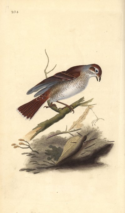 Rödryggad torna (hona), Lanius collurio. Handfärgad kopparplåt ritad och graverad av Edward Donovan från hans egen "Natural History of British Birds", London av Edward Donovan