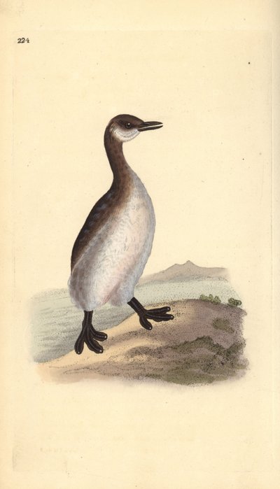 Rödhalsad dopping (hona), Podiceps grisegena. Handfärgad kopparplåt ritad och graverad av Edward Donovan från hans egen "Natural History of British Birds", London av Edward Donovan