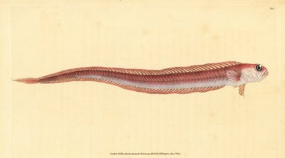 Röd bandfisk, Cepola macrophthalma (Rubescent band-fish, Cepola rubescens). Handfärgad kopparplåt ritad och graverad av Edward Donovan från hans Natural History of British Fishes, Donovan och F.C. och J. Rivington, London av Edward Donovan