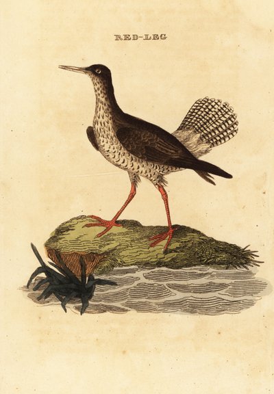 Röd skaft, Tringa totanus av Edward Donovan