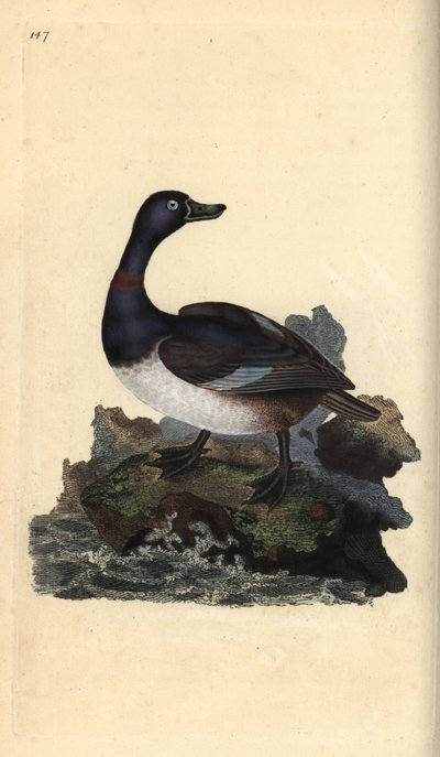 Ringhalsad anka, Aythya collaris. Handfärgad kopparplåt ritad och graverad av Edward Donovan från hans egen "Natural History of British Birds", London av Edward Donovan