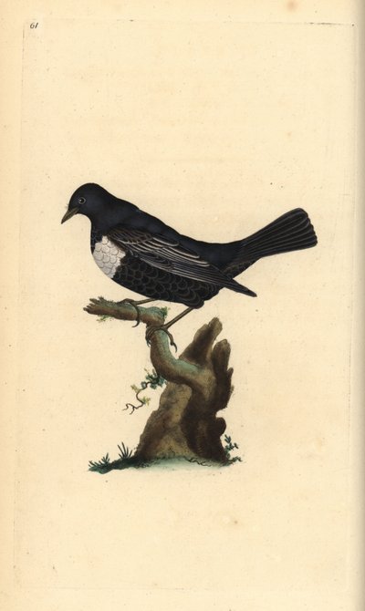 Ringouzel, Turdus torquatus. Handfärgad kopparplåt ritad och graverad av Edward Donovan från hans egen "Natural History of British Birds", London av Edward Donovan