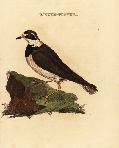 Ringpipare, Charadrius hiaticula av Edward Donovan