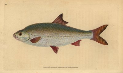 Roach, Rutilus rutilus (Cyprinus ritulus). Håndfarvet kobberplade tegnet og indgraveret af Edward Donovan fra hans Natural History of British Fishes, Donovan og F.C. og J. Rivington, Londonswed av Edward Donovan