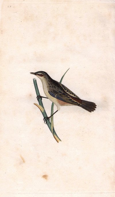 Rod phragmite. Acrocephalus schoenobaenus (Motacilla salicaria). Kopparstick av Edward Donovan (1768-1837), publicerad i Natural History of British Birds, London av Edward Donovan