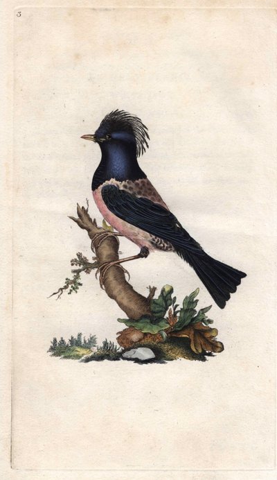 Starefink. Sturnus roseus (Turdus roseus). Kopparstick av Edward Donovan (1768-1837), publicerad i Natural History of British Birds, London av Edward Donovan