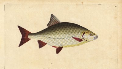 Rudd, Scardinius erythrophthalmus (Röda ögon, Cyprinus erythrophthalmus). Handfärgad kopparplåt ritad och graverad av Edward Donovan från hans Natural History of British Fishes, Donovan och F.C. och J. Rivington, London av Edward Donovan