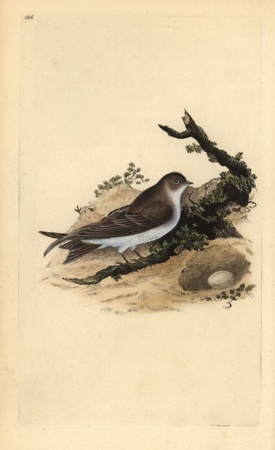 Sandmartin, Riparia riparia, med bo och ägg. Handfärgad kopparplåt ritad och graverad av Edward Donovan från hans egen "Natural History of British Birds" (1794-1819). Edward Donovan (1768-1837) var en anglo-irländsk amatörzoolog, författare, konstnär och av Edward Donovan