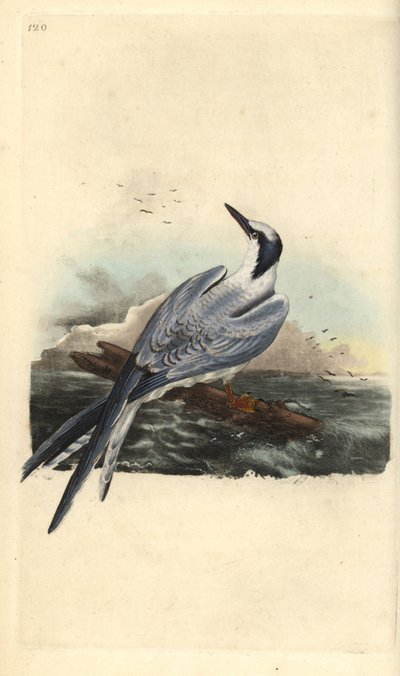 Smörgåstärna, Thalasseus sandvicensis. Handfärgad kopparplåt ritad och graverad av Edward Donovan från hans egen "Natural History of British Birds", London av Edward Donovan