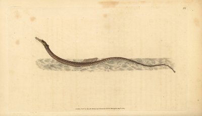 Sargassum pipefish eller pelagisk pipefish. Handfärgad kopparplåt ritad och graverad av Edward Donovan från hans Natural History of British Fishes, Donovan och F.C. och J. Rivington, London av Edward Donovan