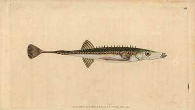 Havsstickleback, Spinachia spinachia (Femtonryggad stickleback, Gasterosteus spinachia). Handfärgad kopparplåt ritad och graverad av Edward Donovan från hans Natural History of British Fishes, Donovan och F.C. och J. Rivington, London av Edward Donovan