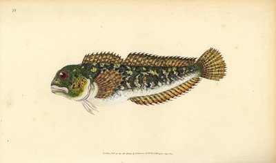 Shanny, Lipophrys pholis (Slät blenny, Blennius pholis). Handfärgad kopparplåt ritad och graverad av Edward Donovan från hans Natural History of British Fishes, Donovan och F.C. och J. Rivington, London av Edward Donovan