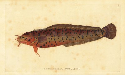 Strandgungling, Gaidropsarus mediterraneus (Treskäggig torsk eller gungling, Gadus tricirratus). Handfärgad kopparplåt ritad och graverad av Edward Donovan från hans Natural History of British Fishes, Donovan och F.C. och J. Rivington, London av Edward Donovan