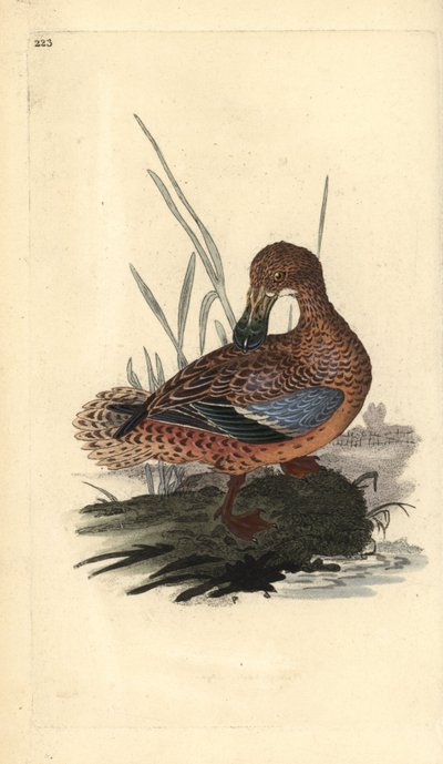Shoveler anka (hona), Anas clypeata. Handfärgad kopparplåt ritad och graverad av Edward Donovan från hans egen "Natural History of British Birds", London av Edward Donovan