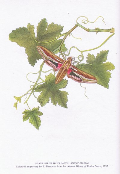 Silver Stripe Hawk Moth, Shinx Celerio, Nature in Britain publicerad av Collins, 1946 av Edward Donovan