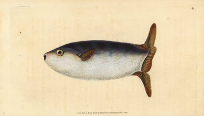 Smal solfisk, Ranzania laevis (Trunkerad solfisk, Tetrodon truncatus). Handfärgad kopparplåt ritad och graverad av Edward Donovan från hans Natural History of British Fishes, Donovan och F.C. och J. Rivington, London av Edward Donovan