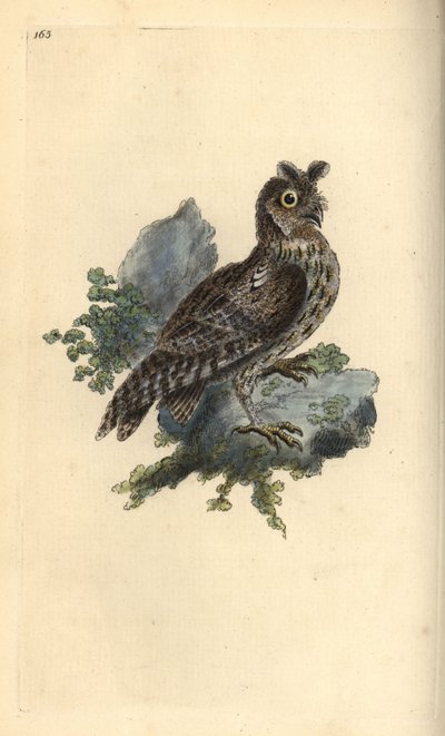 Mindre penna eller sibirisk öronuggla, Strix pulchella. (Scops owl, Otus scops?) Handfärgad kopparplåt ritad och graverad av Edward Donovan från hans egen "Natural History of British Birds", London av Edward Donovan