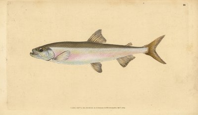 Smält, Osmerus eperlanus (Salmo eperlanus). Handfärgad kopparplåt ritad och graverad av Edward Donovan från hans Natural History of British Fishes, Donovan och F.C. och J. Rivington, London av Edward Donovan