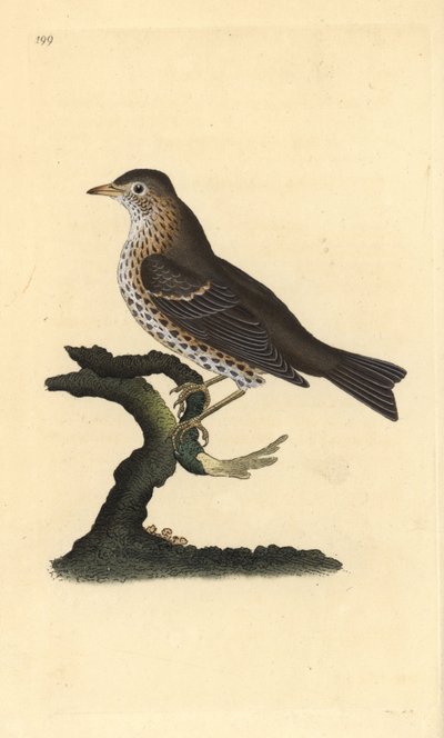 Sångtrast, Turdus philomelos. Handfärgad kopparplåt ritad och graverad av Edward Donovan från hans egen "Natural History of British Birds", London av Edward Donovan