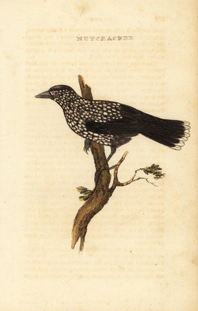 Fläckig nötknäppare, Nucifraga caryocatactes av Edward Donovan