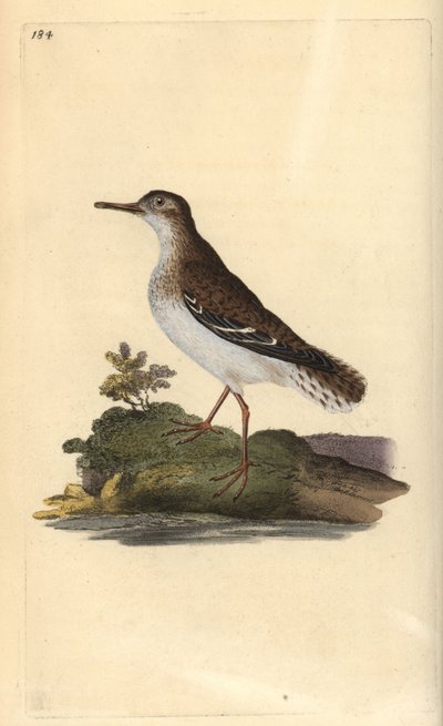 Fläckig sandsnäppa, Actitis macularia. Handfärgad kopparplåt ritad och graverad av Edward Donovan från hans egen "Natural History of British Birds", London av Edward Donovan