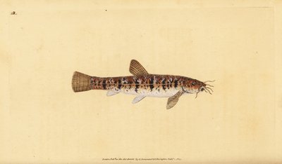Sten loach, Barbatula barbatula (skäggig loche, Cobitis barbatula). Handfärgad kopparplåt ritad och graverad av Edward Donovan från hans Natural History of British Fishes, Donovan och F.C. och J. Rivington, London av Edward Donovan