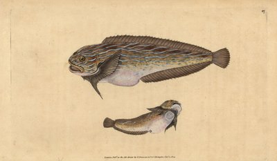 Randig sjönagel, Liparis liparis liparis (Unctuous lumpsucker, Cyclopterus liparis). Handfärgad kopparplåt ritad och graverad av Edward Donovan från hans Natural History of British Fishes, Donovan och F.C. och J. Rivington, London av Edward Donovan
