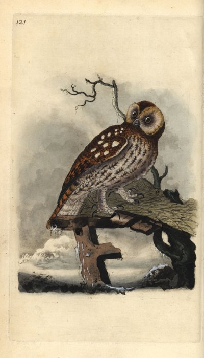 Tawny Owl, Strix aluco. Handfärgad kopparplåt ritad och graverad av Edward Donovan från hans egen "Natural History of British Birds", London av Edward Donovan
