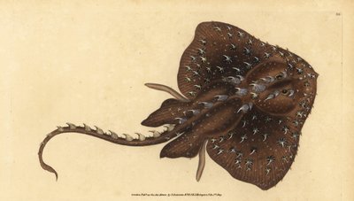 Taggig skridsko, Amblyraja radiata (Stjärnstråle, Raja radiata). Sårbar. Handfärgad kopparplåt ritad och graverad av Edward Donovan från hans Natural History of British Fishes, Donovan och F.C. och J. Rivington, London av Edward Donovan