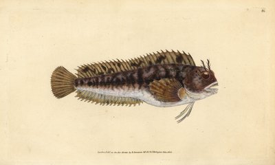 Tompot blenny, Parablennius gattorugine (Gattorugine, Blennius gattorugine). Handfärgad kopparplåt ritad och graverad av Edward Donovan från hans Natural History of British Fishes, Donovan och F.C. och J. Rivington, London av Edward Donovan
