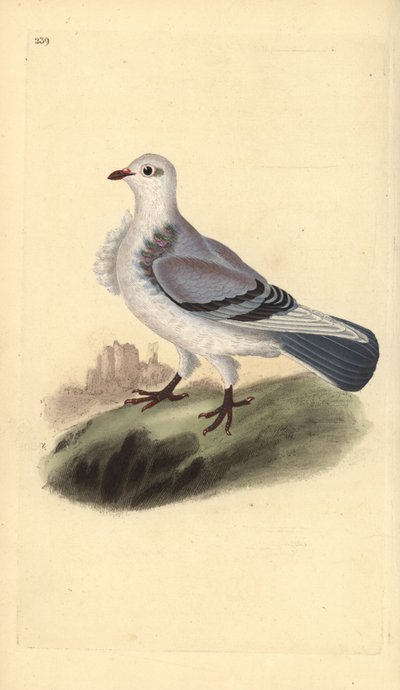 Turbitduva, Columba livia domestica var. turbita. Handfärgad kopparplåt ritad och graverad av Edward Donovan från hans egen "Natural History of British Birds", London av Edward Donovan
