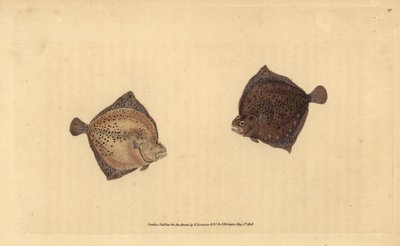 Piggvar, Scophthalmus maximus (Cyclops flundra, Pleuronectes cyclops). Handfärgad kopparplåt ritad och graverad av Edward Donovan från hans Natural History of British Fishes, Donovan och F.C. och J. Rivington, London av Edward Donovan