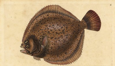 Piggvar, Scophthalmus maximus (Pleuronectes maximus). Handfärgad kopparplåt ritad och graverad av Edward Donovan från hans Natural History of British Fishes, Donovan och F.C. och J. Rivington, London av Edward Donovan