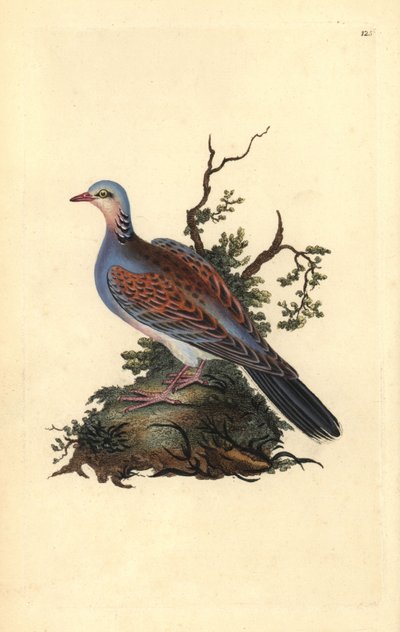 Turturduva, Streptopelia turtur. Handfärgad kopparplåt ritad och graverad av Edward Donovan från hans egen "Natural History of British Birds" (1794-1819). Edward Donovan (1768-1837) var en anglo-irländsk amatörzoolog, författare, konstnär och gravör. Han w av Edward Donovan