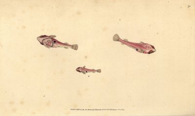 Tvåfläckig lingfisk, Diplecogaster bimaculata bimaculata (Bimaculated sucker, Cyclopterus bimaculatus). Handfärgad kopparplåt ritad och graverad av Edward Donovan från hans Natural History of British Fishes, Donovan och F.C. och J. Rivington, London av Edward Donovan