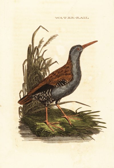 Vattenräls, Rallus aquaticus av Edward Donovan