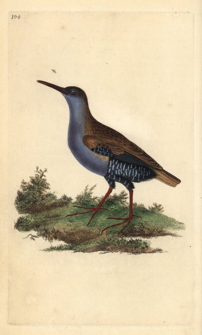 Vattenräls, Rallus aquaticus. Handfärgad kopparplåt ritad och graverad av Edward Donovan från hans egen "Natural History of British Birds", London av Edward Donovan