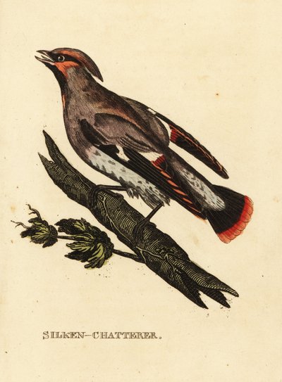 Vaxpratare eller böhmisk vaxvinge, Bombycilla garrulus av Edward Donovan