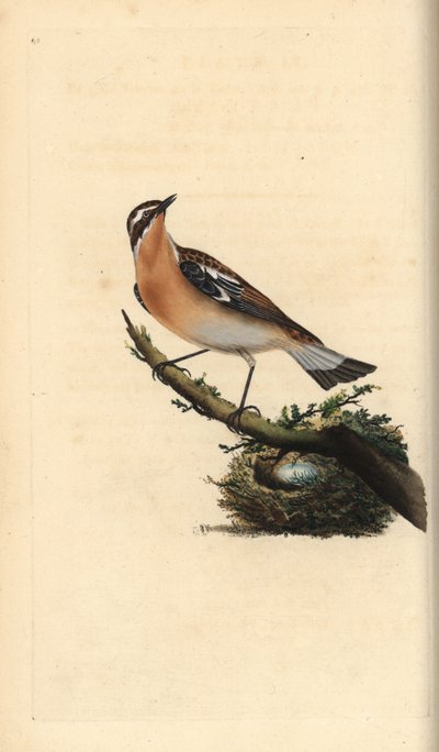 Whinchat, Saxicola rubetra. Handfärgad kopparplåt ritad och graverad av Edward Donovan från hans egen "Natural History of British Birds", London av Edward Donovan