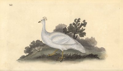 Vitkrönt ärtfågel (hona), Pavo cristatus. Handfärgad kopparplåt ritad och graverad av Edward Donovan från hans egen "Natural History of British Birds", London av Edward Donovan