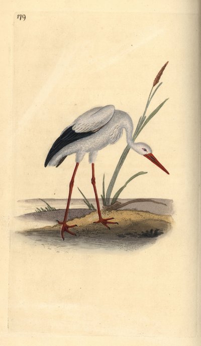 Vit stork, Ciconia ciconia. Handfärgad kopparplåt ritad och graverad av Edward Donovan från hans egen "Natural History of British Birds", London av Edward Donovan