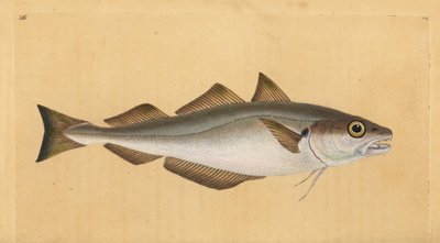 Vitling, Merlangius merlangus (Gadus merlangus). Handfärgad kopparplåt ritad och graverad av Edward Donovan från hans Natural History of British Fishes, Donovan och F.C. och J. Rivington, London av Edward Donovan