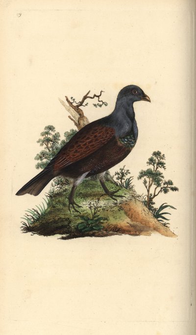 Rire, Tetrao urogallus. Handfärgad kopparplåt ritad och graverad av Edward Donovan från hans egen "Natural History of British Birds", London av Edward Donovan