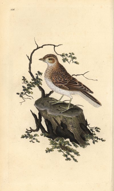 Woodlark, Lullula arborea. Handfärgad kopparplåt ritad och graverad av Edward Donovan från hans egen "Natural History of British Birds", London av Edward Donovan